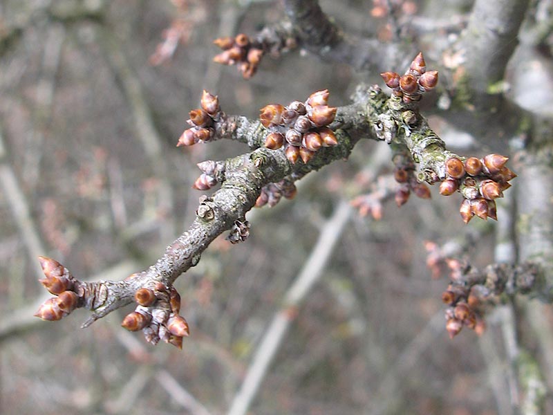 Schlehenknospen